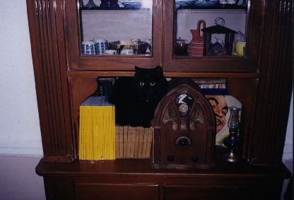 Carmen The Kitty